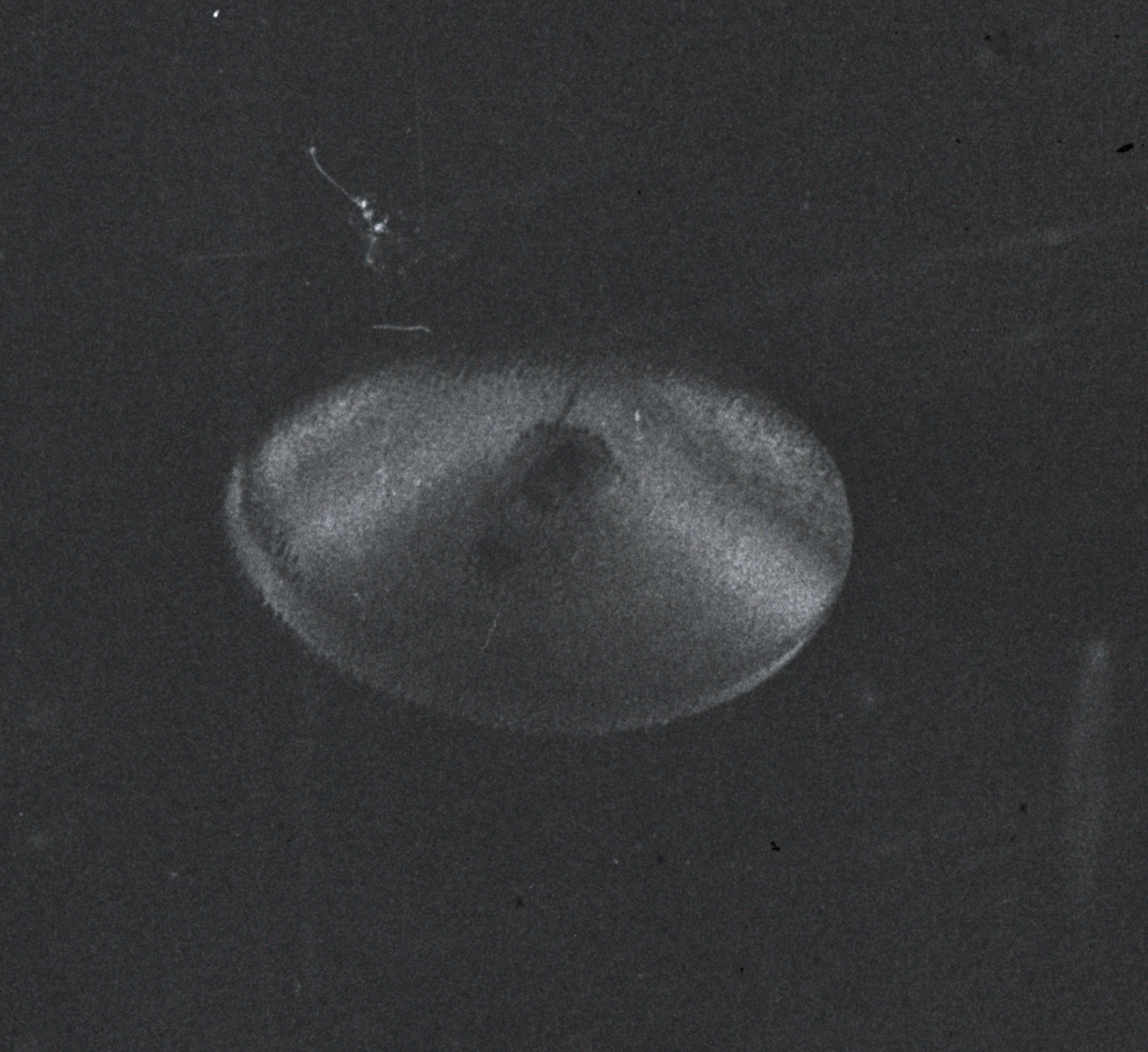 Lake Cote UFO